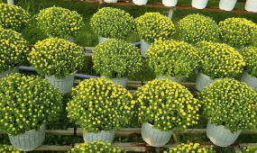 Cách Chăm Sóc Cúc Mâm Xôi Ra Hoa Đều Toàn Diện