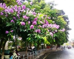 Cây bóng mát chịu hạn phát triển nhanh trồng sân vườn