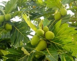 Cây bóng mát sân vườn cổ thụ có hoa phổ biến nhất hiện nay
