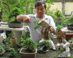 Cách chăm sóc cây cảnh như thế nào mới hiệu quả?