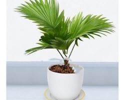 Những điều cần biết khi chăm sóc cây cọ cảnh