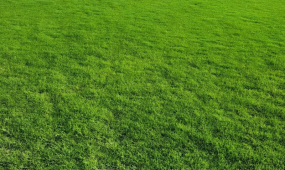 Biện Pháp Trị Cỏ Nhung Nhật Bị Vàng Lá Chết Úng Tận Gốc