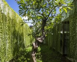 Cây dây leo bóng mát đẹp