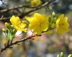 Cách chăm sóc cây mai cảnh khác với cách chăm sóc cây sứ cảnh, cây đa cảnh, cây khế cảnh và  cây cau