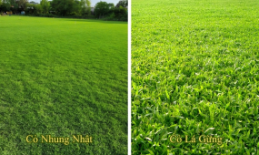 So Sánh Cỏ Nhung Nhật Và Cỏ Lá Gừng Cho Sân Vườn Biệt Thự