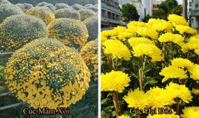  So Sánh Cúc Mâm Xôi Và Cúc Đại Đóa Trong Cảnh Quan Sảnh Đón