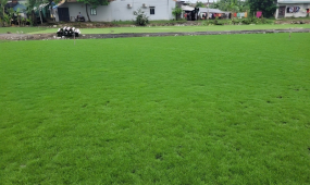 Định Mức Vật Tư Và Nhân Công Trồng Cỏ Nhung Nhật Trên 1m2