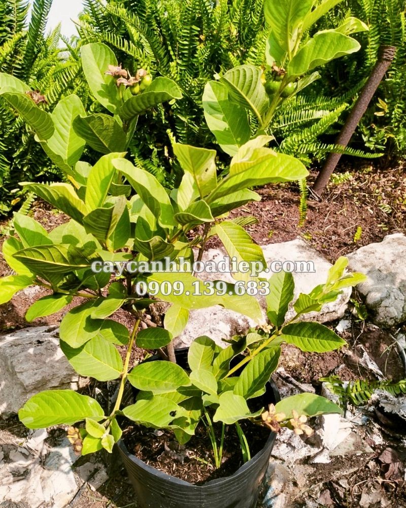 Ổi nữ hoàng dinh dưỡng, chất lượng