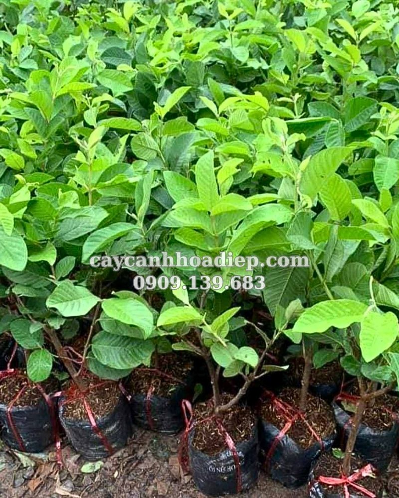 Ổi nữ hoàng giòn ngọt, dinh dưỡng dồi dào, dễ trồng tại vườn nhà.