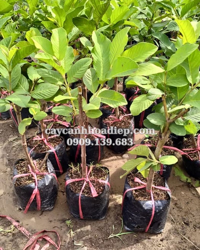 ổi nữ hoàng giống tốt