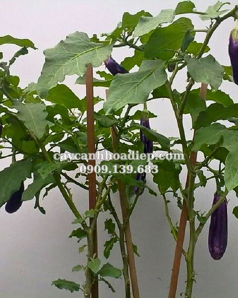Cà dái dê tím là loài cây thân thảo có thể sống hàng năm