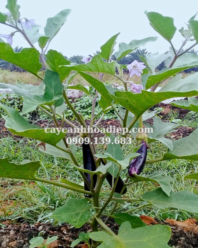 cà dái dê tím tươi tốt dễ trồng
