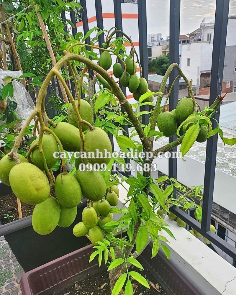 Cây cóc Thái dễ trồng mang lại hương vị chua ngọt đặc trưng cho vườn nhà.