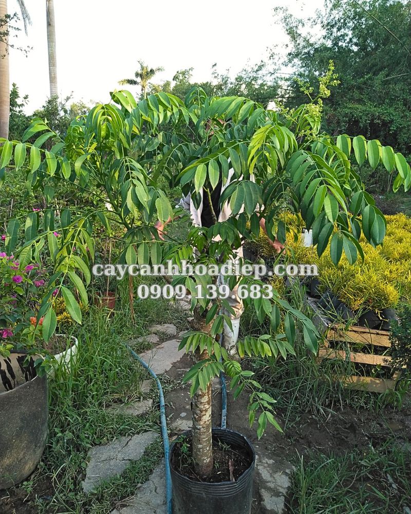 Khám phá công dụng tuyệt vời của cây cóc Thái trong ẩm thực Việt.