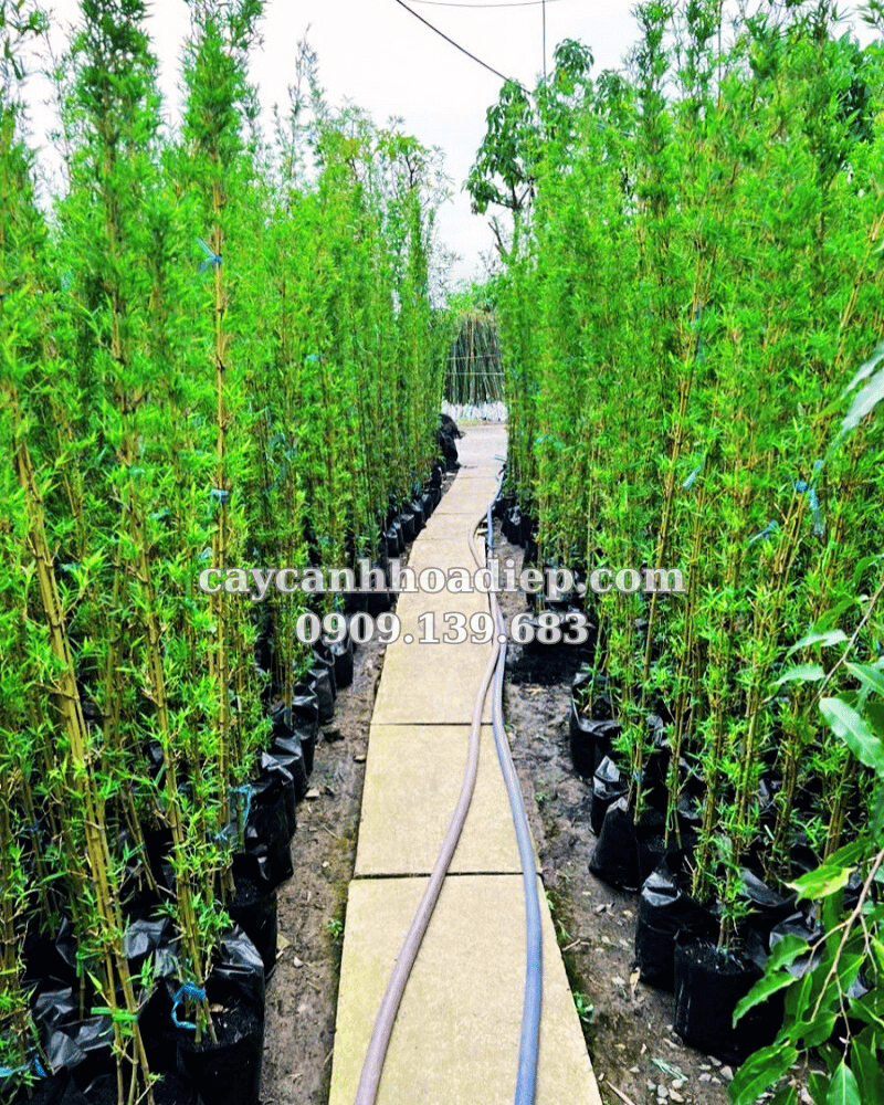 Hàng rào Trúc Quân Tử tạo không gian riêng tư và xanh mát