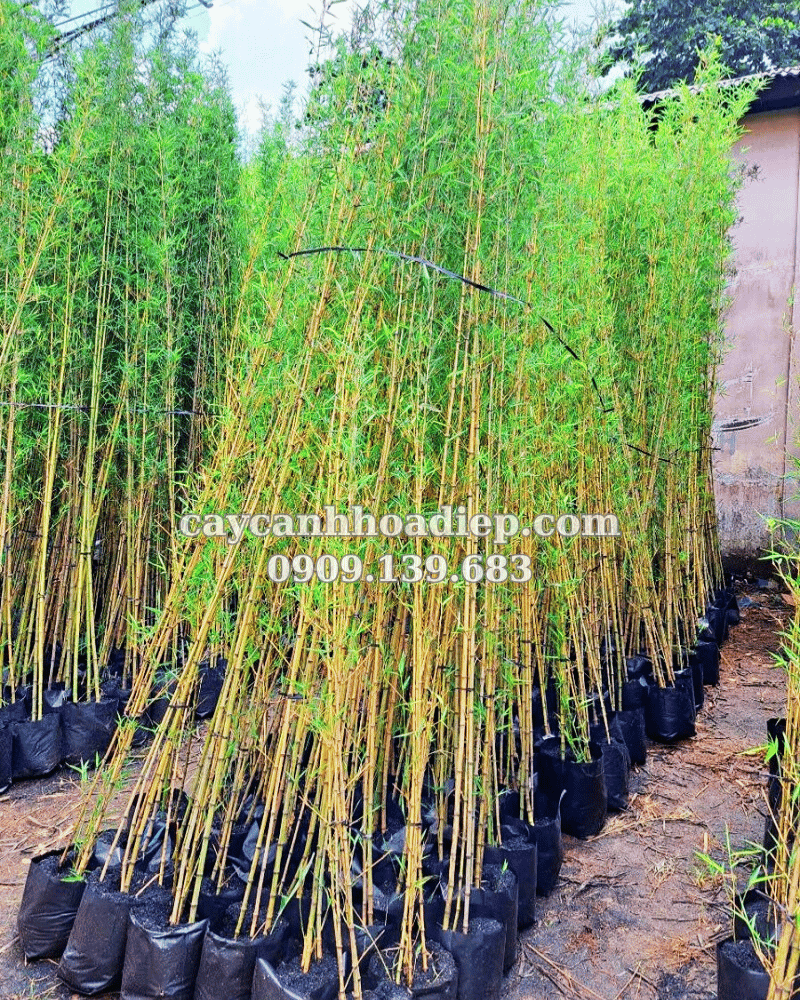 Trúc Quân Tử Cách Trồng, Chăm Sóc Đơn Giản & Mua Cây Uy Tín Tại Cảnh Quan Hoa Điệp