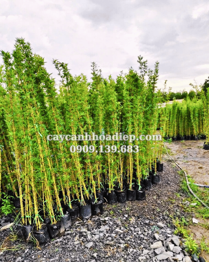 Trúc Quân Tử Cây Trồng Hàng Rào Lý Tưởng, Thanh Lọc Không Khí & Tạo Không Gian Thư Thái