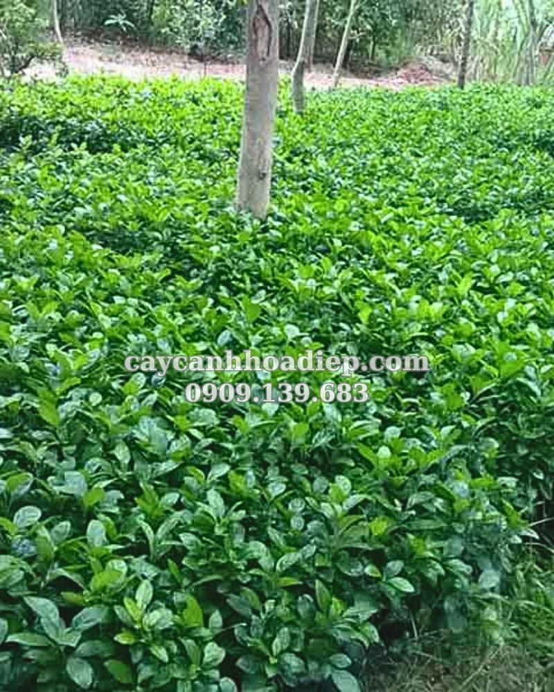 Trồng cây ắc ó mang lại may mắn, tài lộc và bình an
