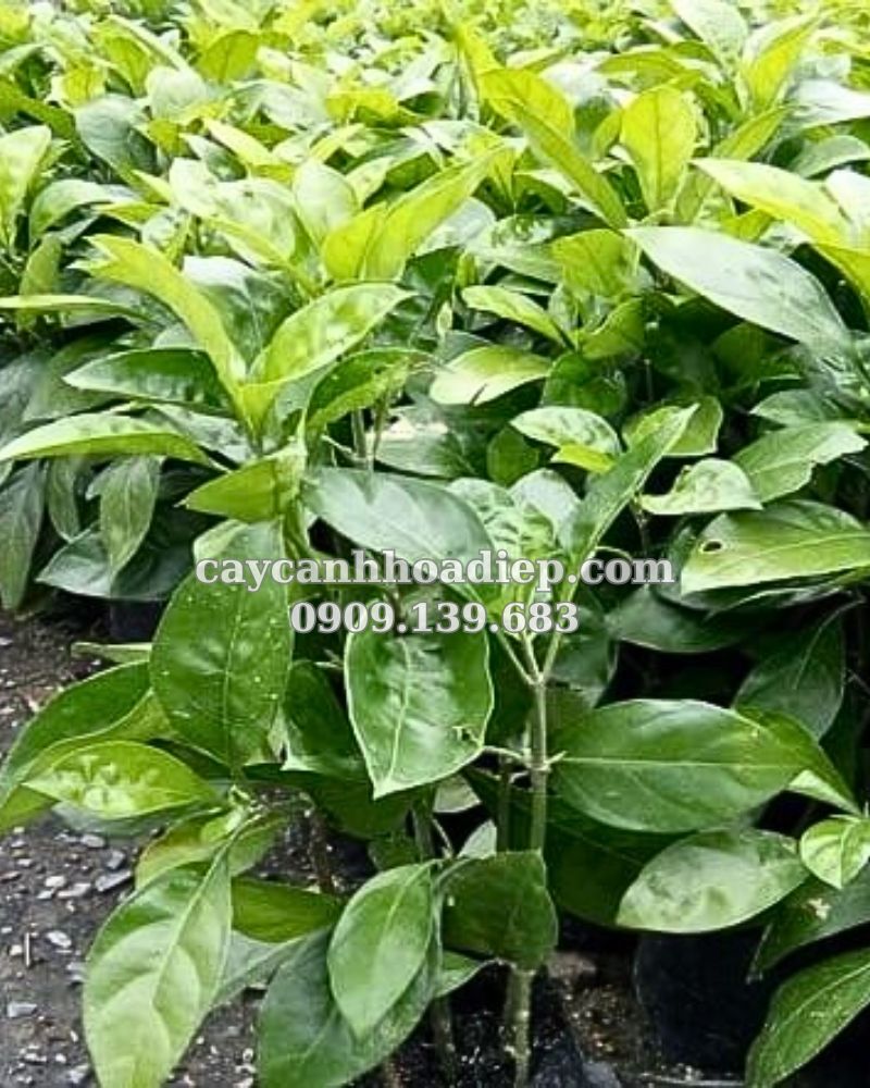 Cây ắc ó: Vẻ đẹp mộc mạc, sức sống mãnh liệt