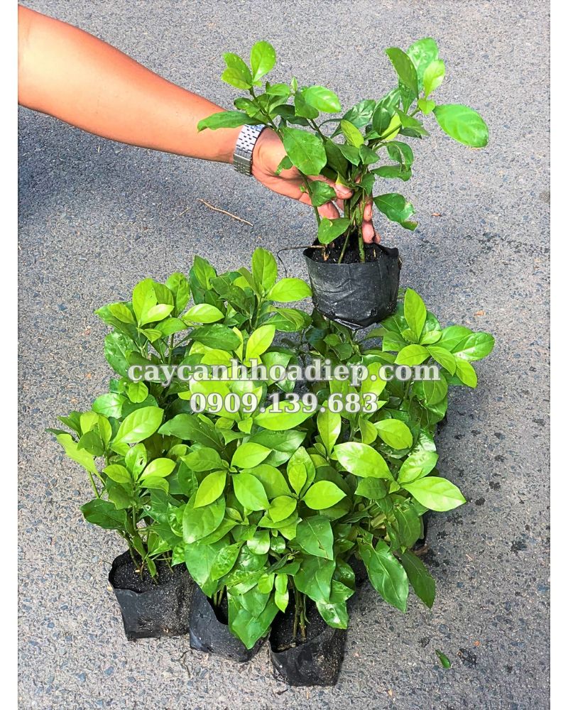 cây ắc ó uy tín