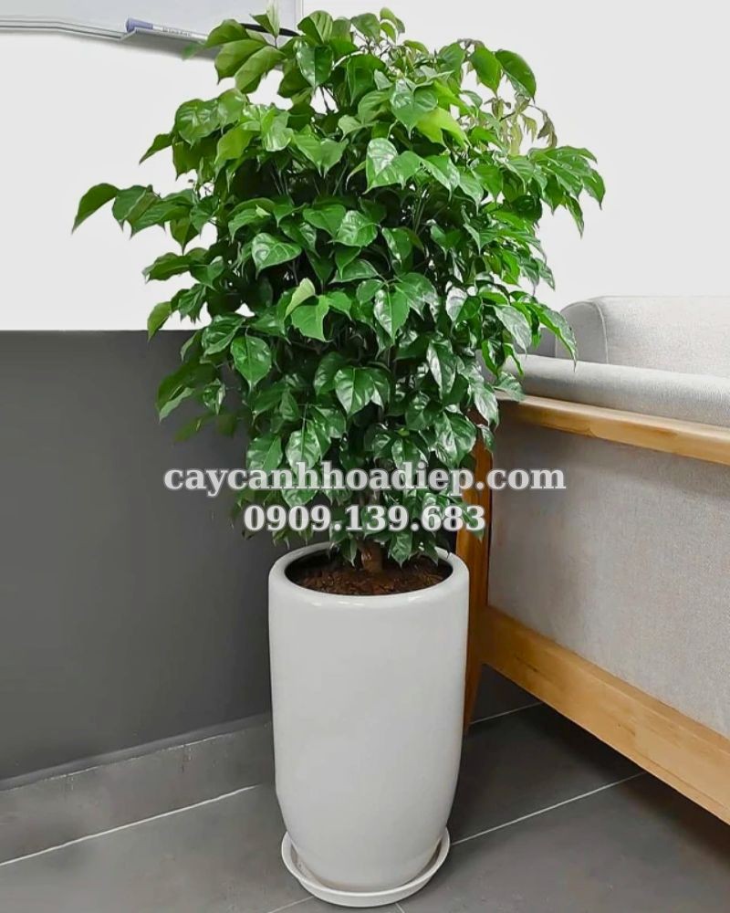 cây hạnh phúc đẹp, tươi tốt