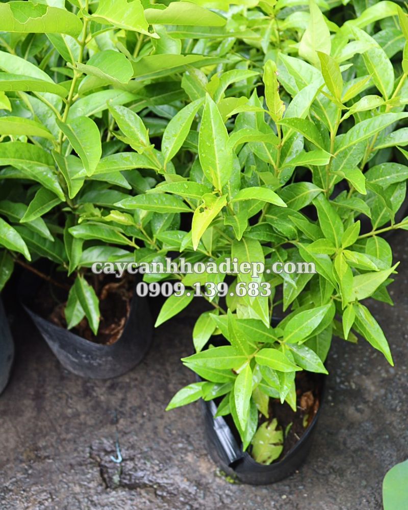 Cây vối nếp mang giá trị văn hóa và y học tuyệt vời cho người Việt.