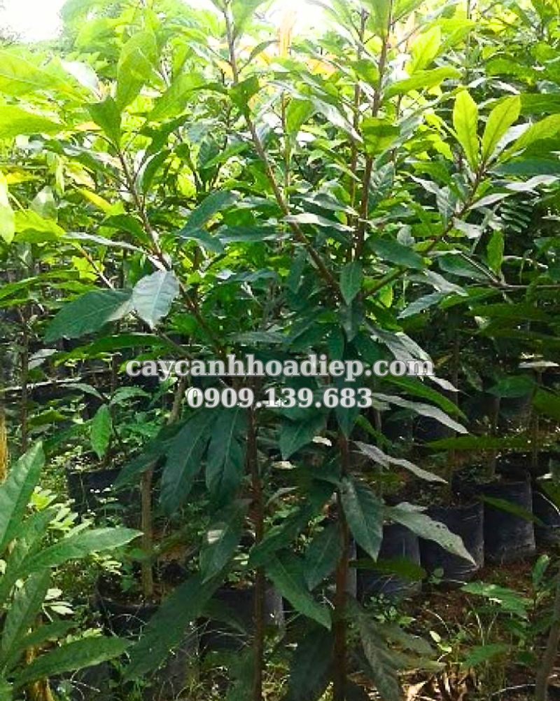 cây vối nếp giống tốt
