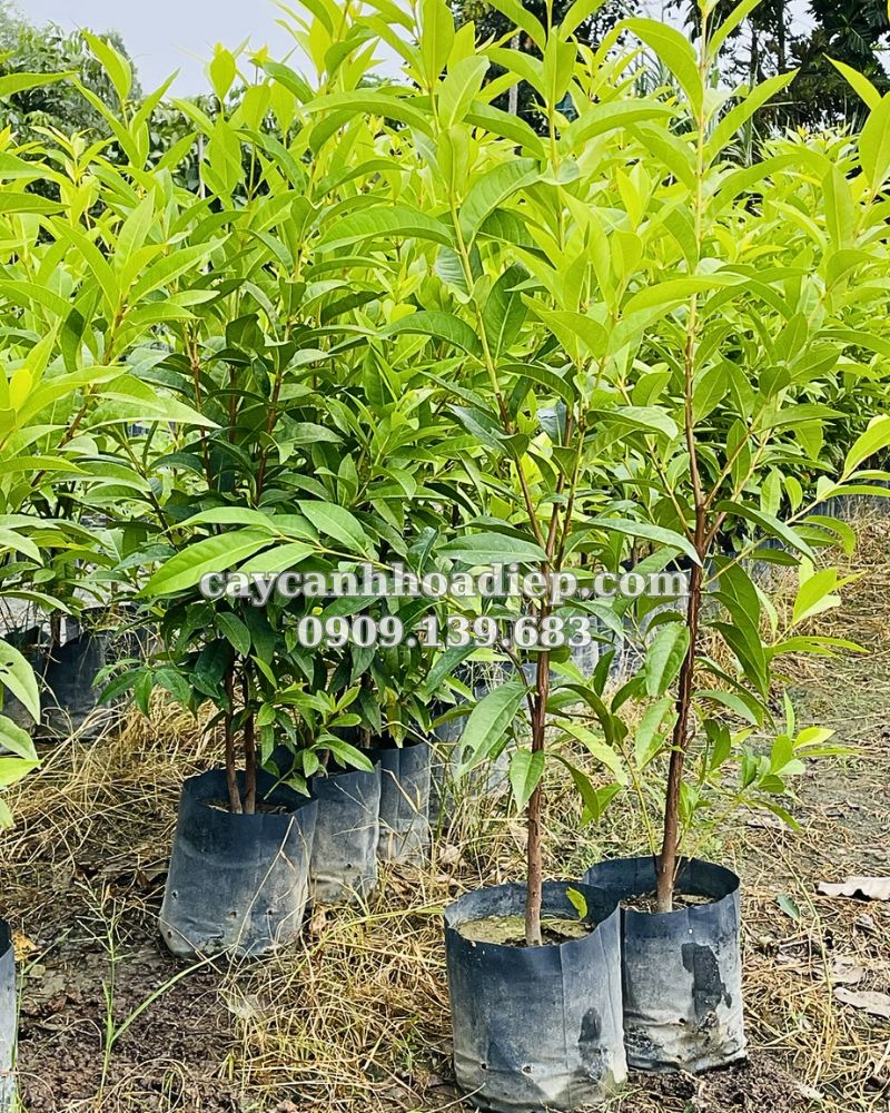 Tìm cây vối nếp giống tốt, chất lượng tại Hoa Điệp.
