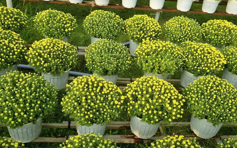 Cách chăm sóc cúc mâm xôi ra hoa đồng loạt đúng dịp Tết
