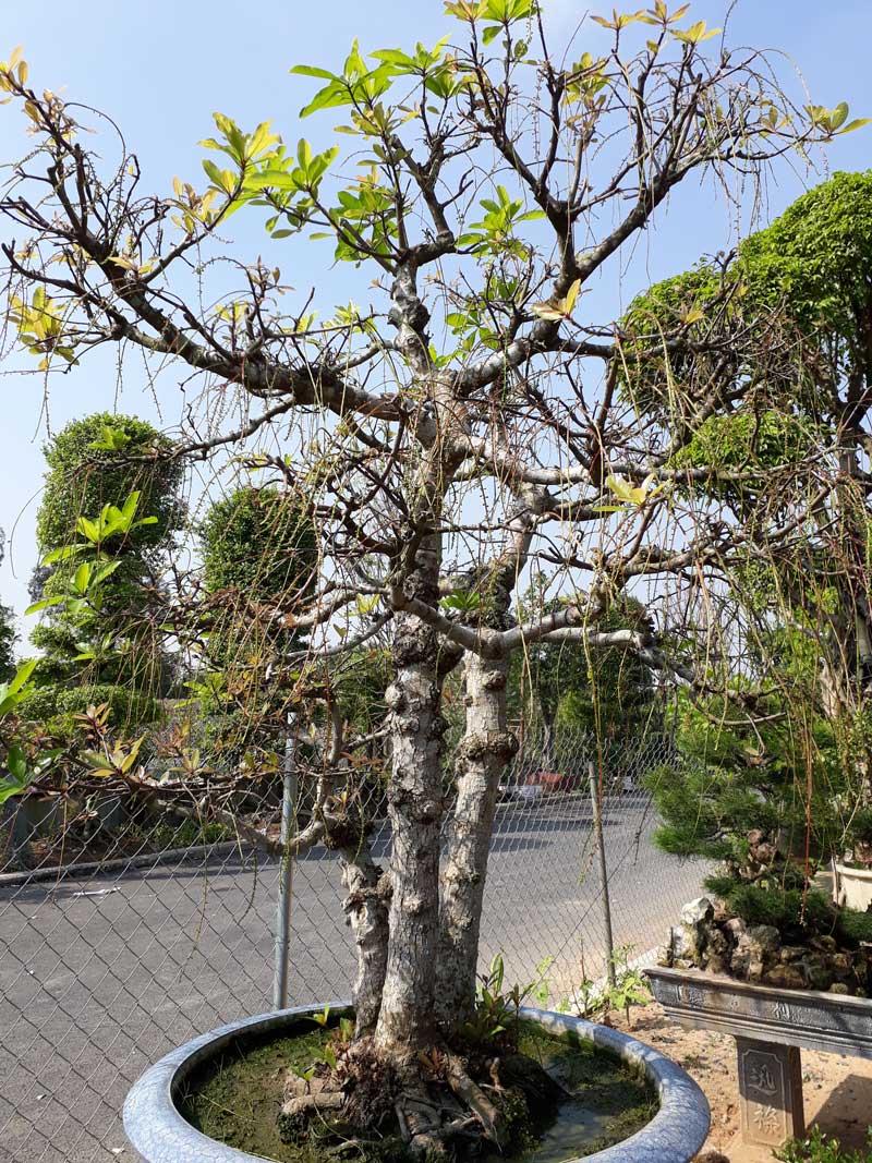 Cây lộc vừng