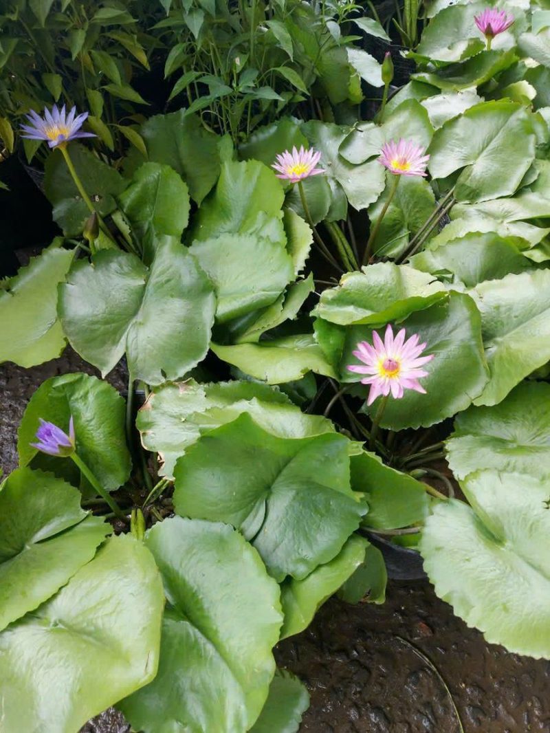 Cây Súng Thái - lung linh mặt nước, tao nhã không gian