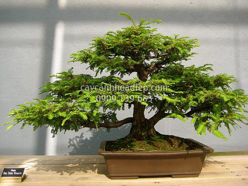 Cây bonsai đẹp, phong thủy