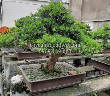 Cây bonsai đẹp, phong thủy