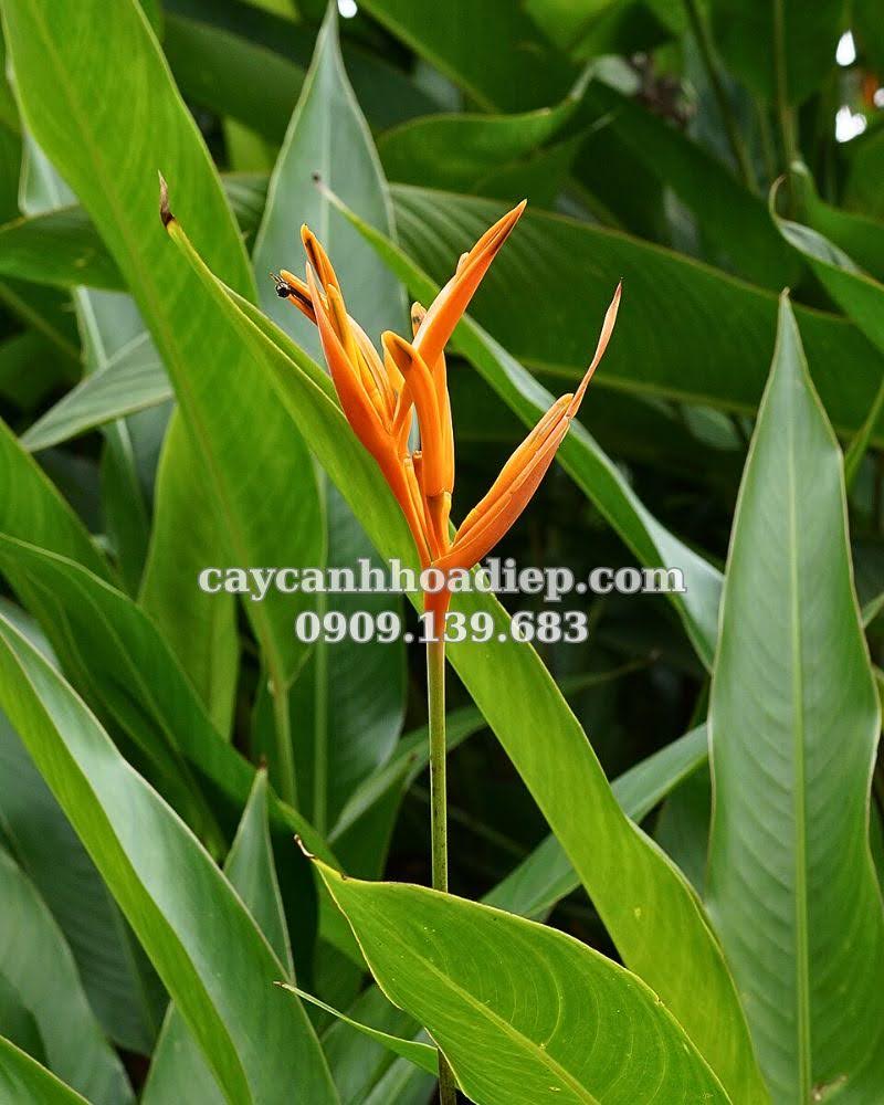 Chuối mỏ két mang lại vẻ đẹp độc đáo cho sân vườn của bạn