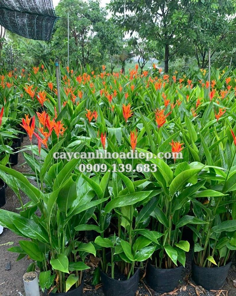 Chuối mỏ két chất lượng 