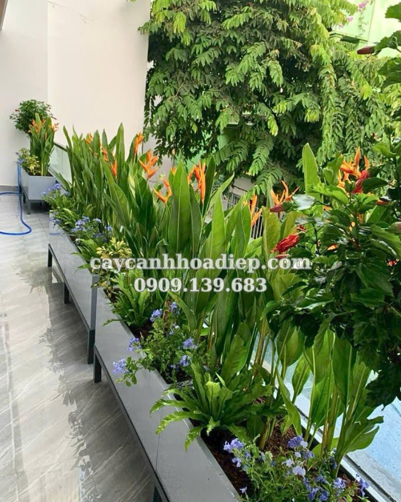 Tô điểm không gian sống với chuối mỏ két tại Hoa Điệp