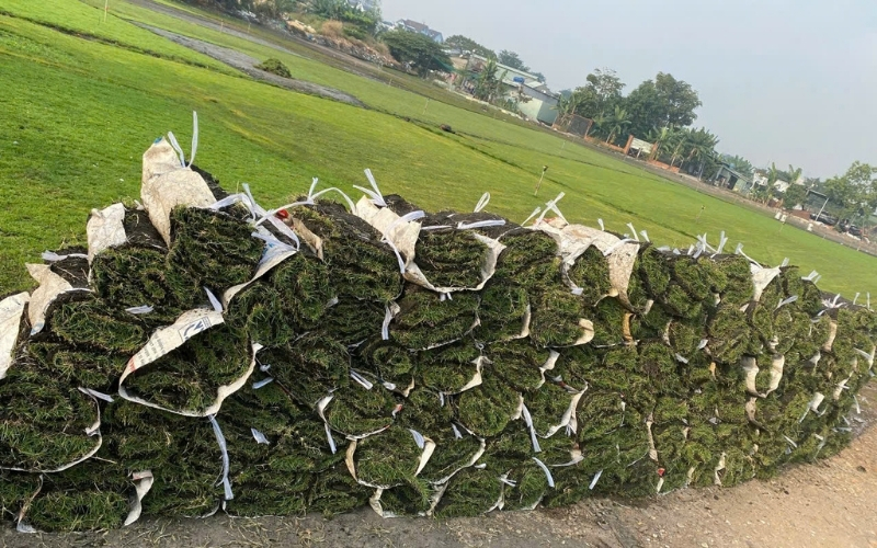 cỏ nhung nhật