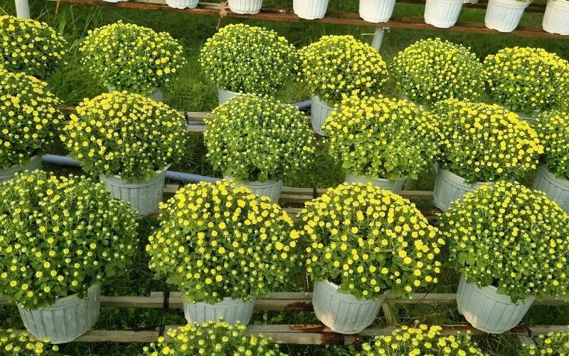 Cúc mâm xôi bị đen nụ do nấm rỉ sắt lây lan tán dưới
