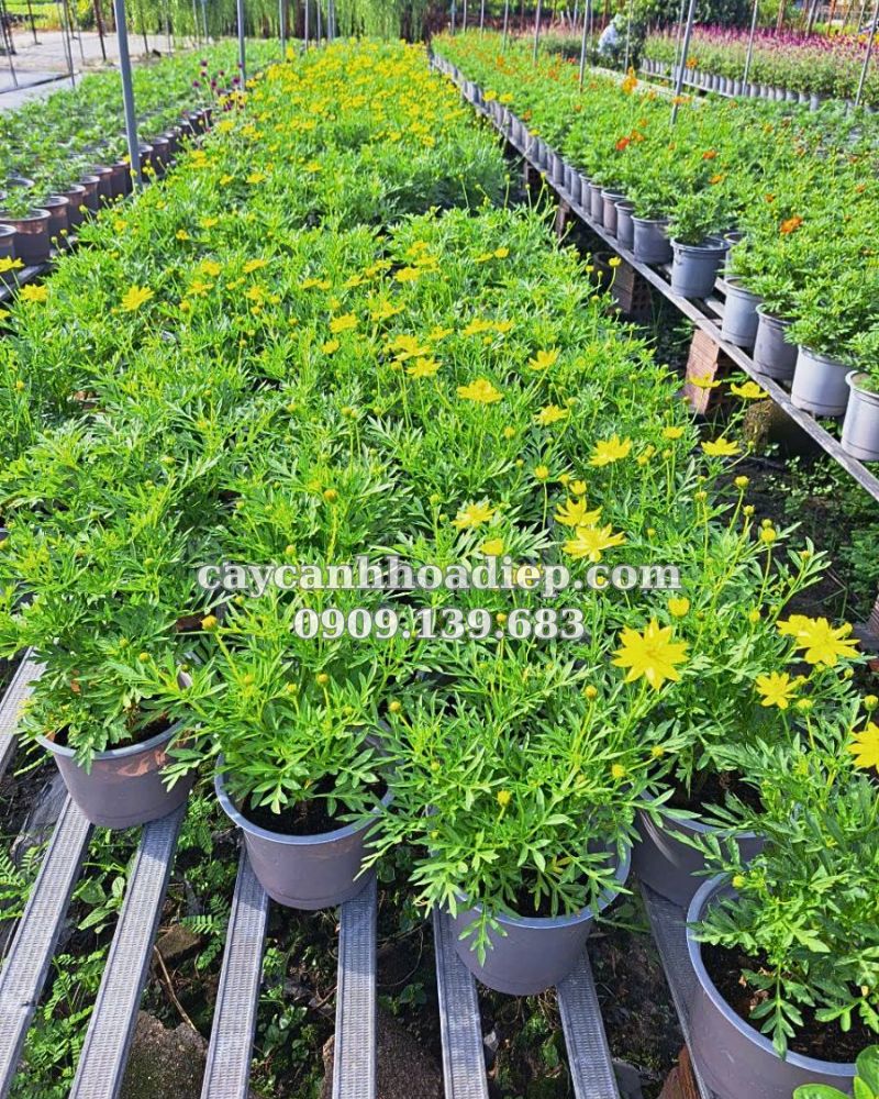 Trồng và chăm sóc hoa sao nhái dễ dàng, mang đến thiên đường hoa rực rỡ ngay tại nhà.