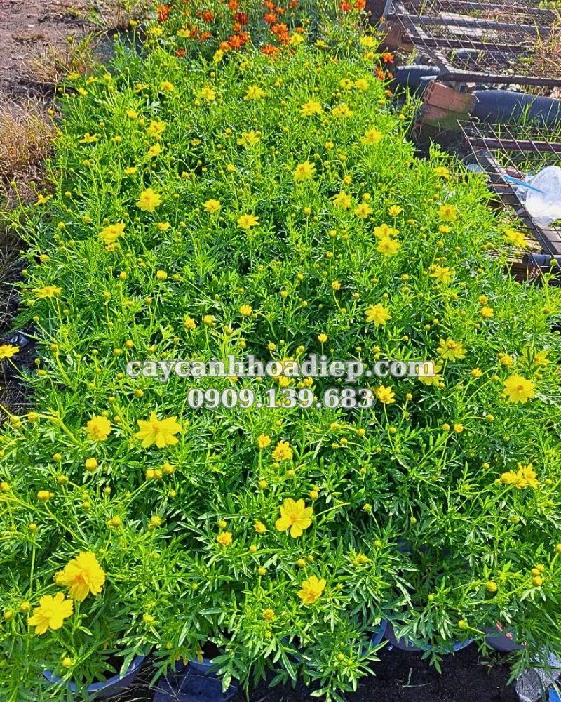 hoa sao nhái vàng