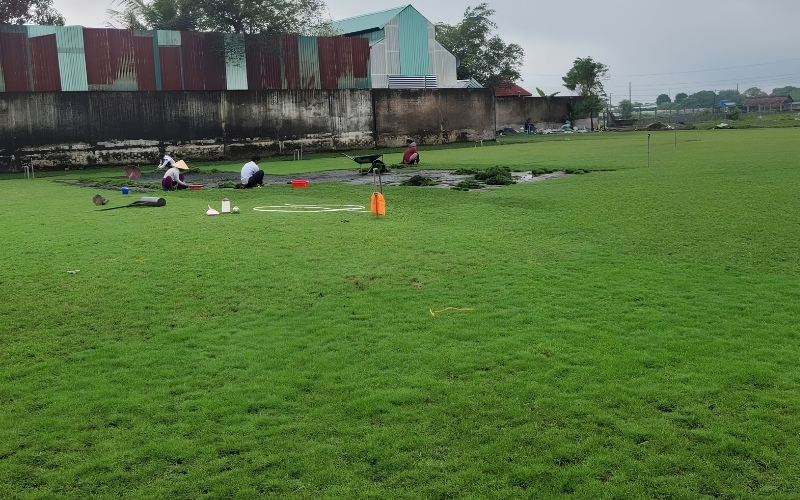 Kỹ thuật cắt tỉa cỏ nhung nhật đúng chiều cao tiêu chuẩn