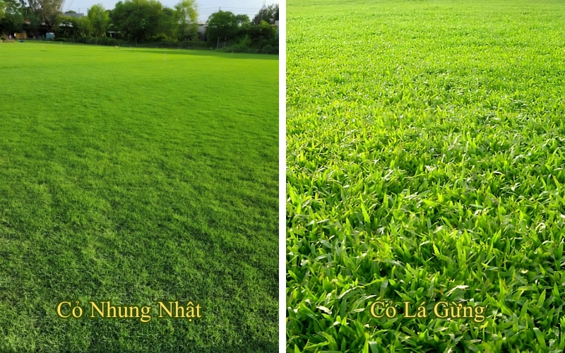 So sánh cỏ nhung nhật và cỏ lá gừng