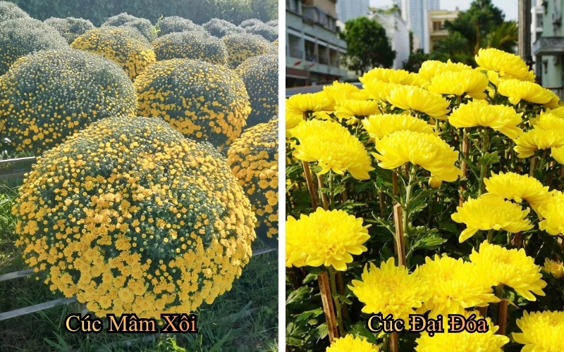 so sánh cúc mâm xôi và cúc đại đóa