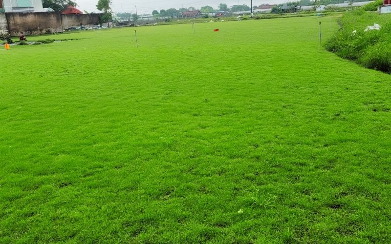 Thảm cỏ nhung nhật