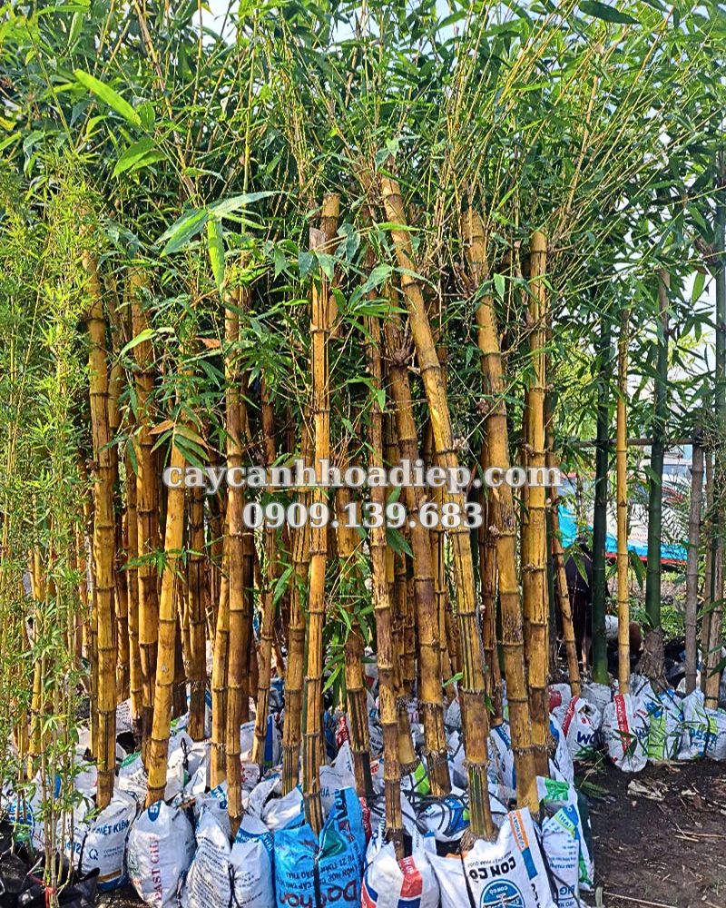 tre Vàng sọc xanh