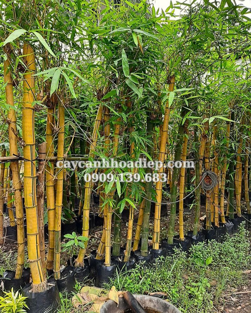 Khám phá tre vàng sọc xanh: Biểu tượng phong thủy, điểm nhấn độc đáo cho không gian sống.