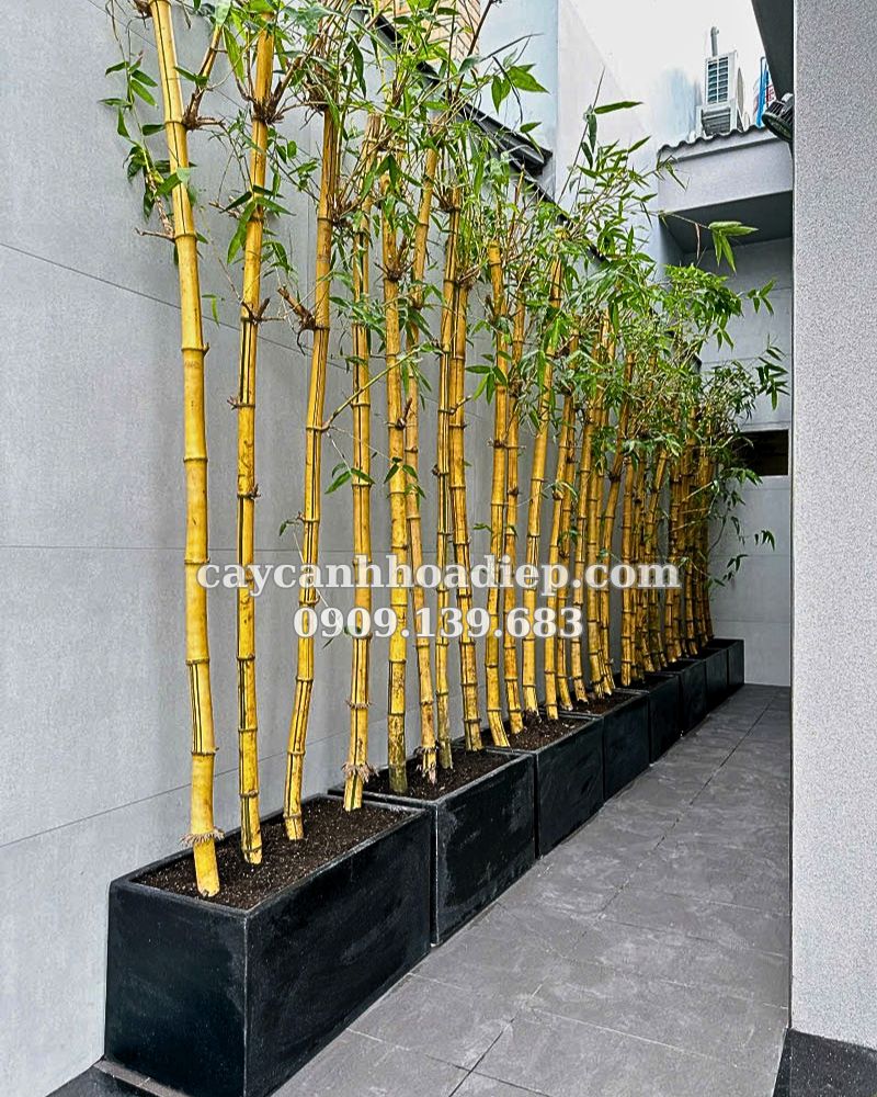 Tre vàng sọc xanh: Vẻ đẹp mộc mạc, an yên, mang tài lộc về sân vườn nhà bạn.