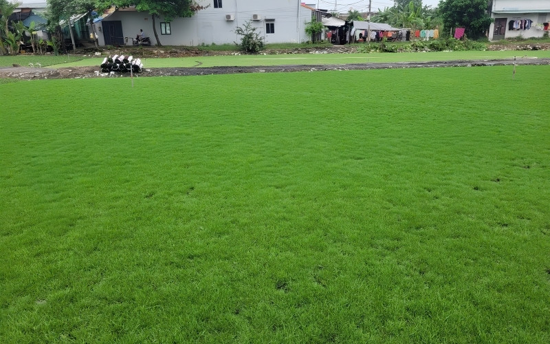trồng cỏ nhung nhật